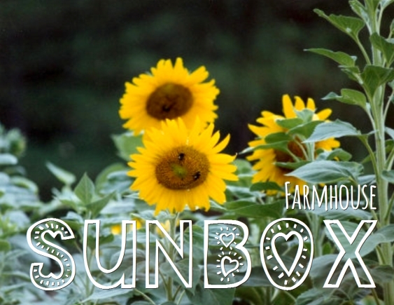sunbox flowers