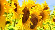sunflower-1266456_960_720