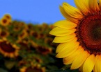 sunflower-1397558_960_720