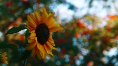 sunflower-2987370_960_720
