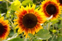 sunflower-415144_960_720