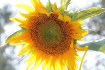 sunflower-840931_960_720