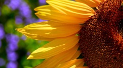 sunflowers-76068_960_720